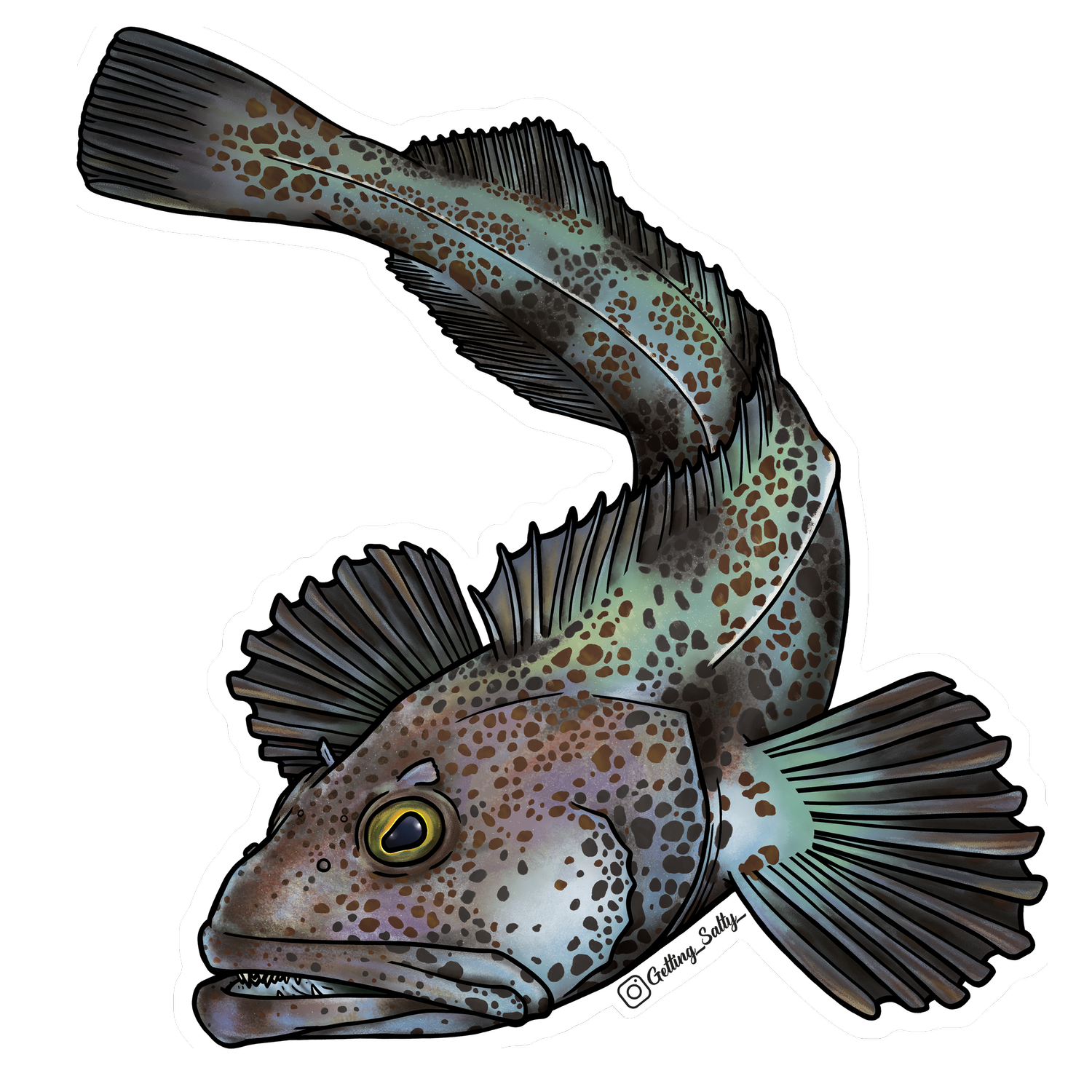 Getting Salty Lingcod | Diving Sports Canada Getting Salty Lingcod | Diving Sports Canada