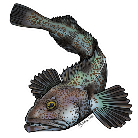 Getting Salty Lingcod | Diving Sports Canada Getting Salty Lingcod | Diving Sports Canada