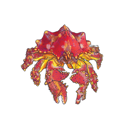 Getting Salty Puget Sound King Crab | Diving Sports Canada Getting Salty Puget Sound King Crab | Diving Sports Canada