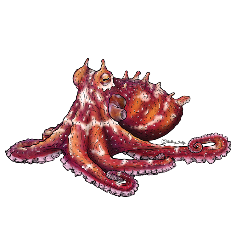 Getting Salty Ruby Octopus | Diving Sports Canada Getting Salty Ruby Octopus | Diving Sports Canada