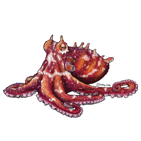 Getting Salty Ruby Octopus Mini | Diving Sports Canada Getting Salty Ruby Octopus Mini | Diving Sports Canada