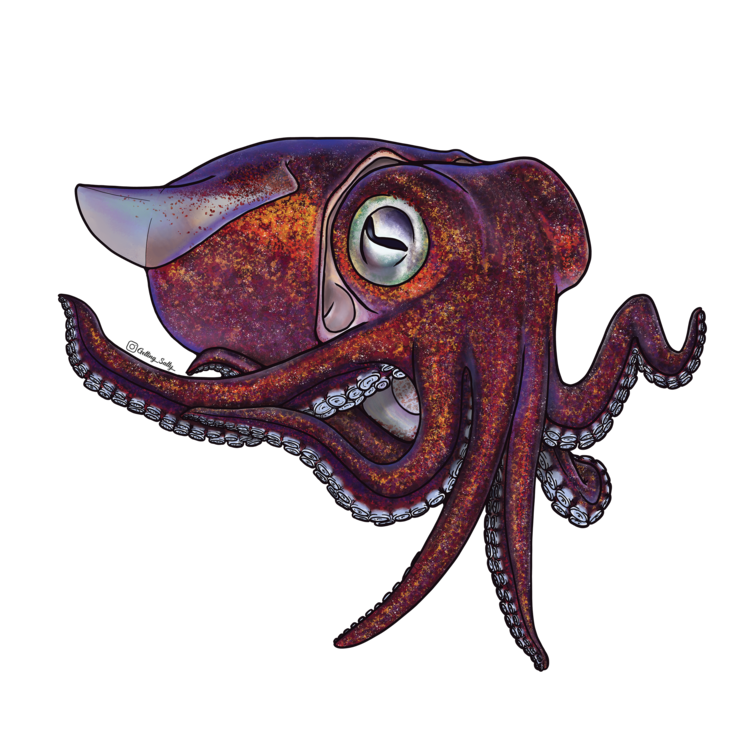Getting Salty Stubby Squid - Mini | Diving Sports Canada Getting Salty Stubby Squid - Mini | Diving Sports Canada