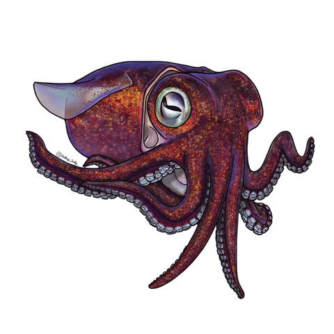 Getting Salty Stubby Squid | Diving Sports Canada Getting Salty Stubby Squid | Diving Sports Canada