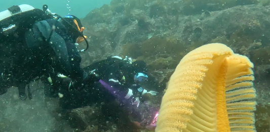 Top Local Dive Sites Around British Columbia: What to Know Before You Go