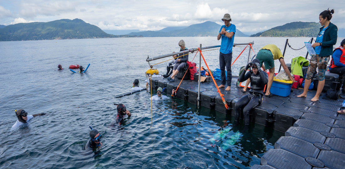 Is Freediving in Vancouver BC Worth It?