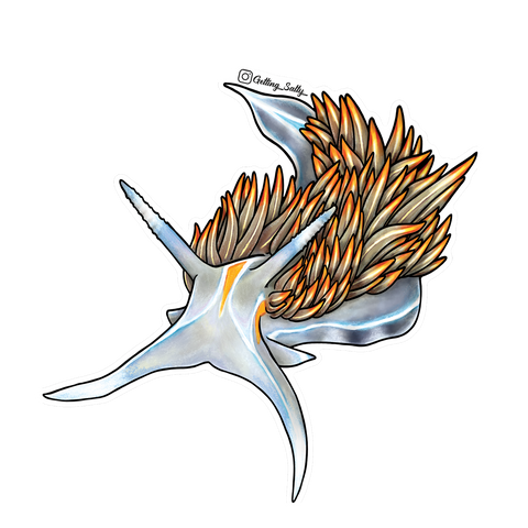 Getting Salty Opalescent Nudibranch | Diving Sports Canada | Vancouver